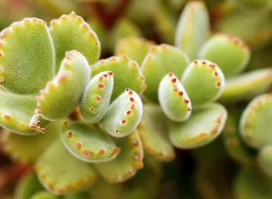 熊童子有毒嗎，無毒/驅(qū)除蚊蟲、美化環(huán)境