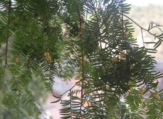 紅豆杉的花語是什么，紅豆杉代表著高雅、思念之情