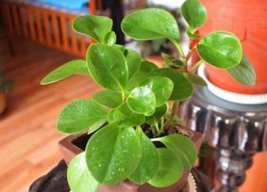 碧玉葉子發(fā)黃怎么辦，教你五步讓它重新恢復(fù)生機(jī)