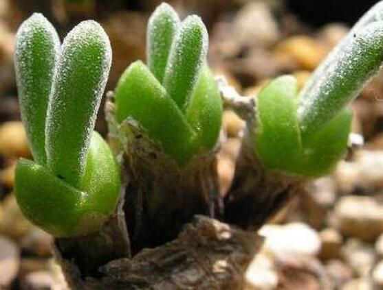 碧光環(huán)怎么播種，做好五個步驟三天快速發(fā)芽