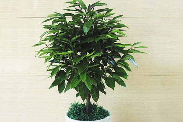 平安樹葉子發(fā)黃是怎么回事，五種原因以及解決方法