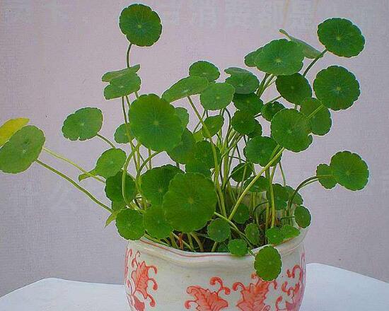 銅錢草怎么養(yǎng)比較茂盛，銅錢草的養(yǎng)殖方法