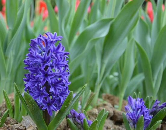 風(fēng)信子的功效及作用，緩解疲勞、提煉精油