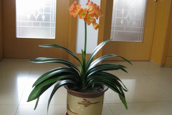 怎么識(shí)別君子蘭缺水，缺水植株葉片會(huì)干枯發(fā)皺