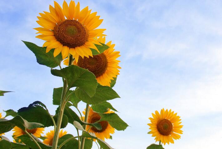 向日葵象征什么意義，最適合送給暗戀的人