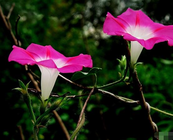 牽?；ǘ鞎?huì)死嗎，做好這五點(diǎn)即可安然過(guò)冬(生長(zhǎng)健壯茂盛)