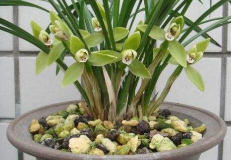 十種名貴的蘭花品種，素冠荷鼎拍出千萬(wàn)高價(jià)