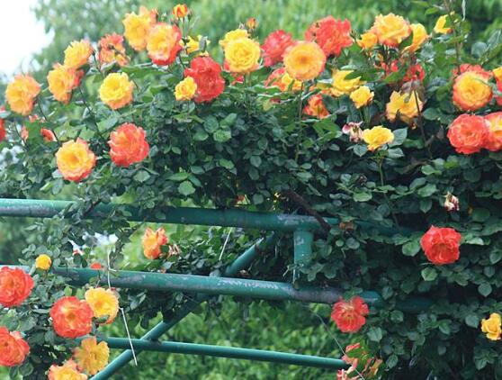 藤本月季和薔薇的區(qū)別，刺大的是藤本月季（三種區(qū)別方法）