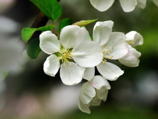 為什么說海棠花不吉利，純屬一種迷信謠言(無科學(xué)依據(jù))