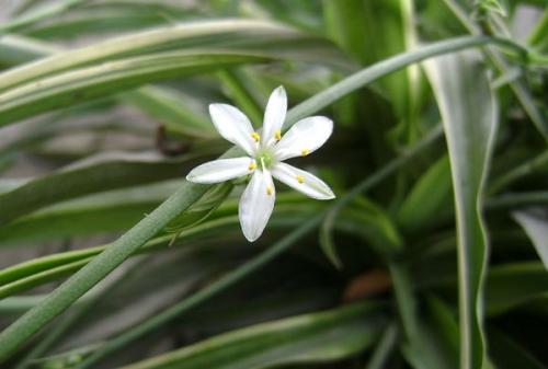 吊蘭的種類及圖片，介紹常見(jiàn)的四種吊蘭品種