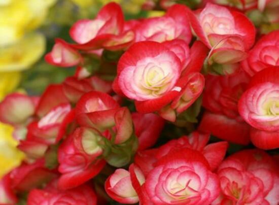 海棠花有哪些品種，海棠花品種大全大圖