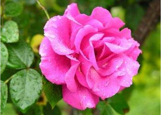 薔薇花怎么澆水，薔薇花澆水方法