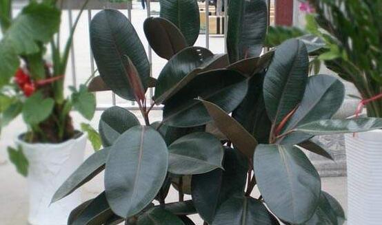 橡皮樹的擺放位置，教你四個擺放好地方(客廳/大廳/書房/辦公室)