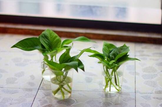 綠蘿怎么修剪，綠蘿太長了修剪圖解