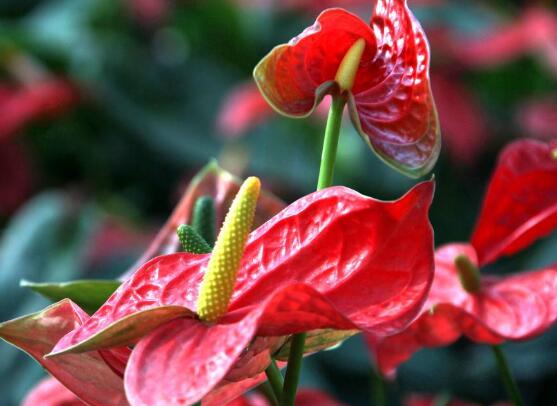 紅掌怎么繁殖，紅掌四大繁殖方法