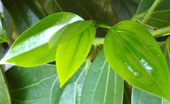 平安樹怎么澆水，平安樹澆水方法