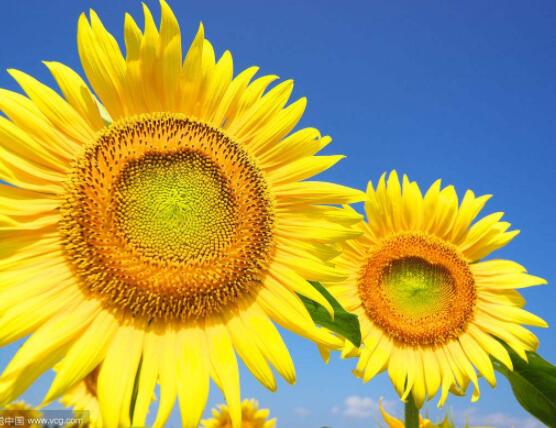 向日葵一般送幾朵，盤點(diǎn)最合適的朵數(shù)(1/2/6/8/9/10)