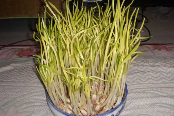 室內(nèi)蒜黃的種植方法，在低溫季節(jié)播種成活率較高