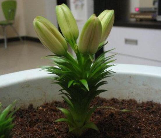 百合花盆栽的養(yǎng)殖方法，老農(nóng)教你最簡單六種基本養(yǎng)殖方法