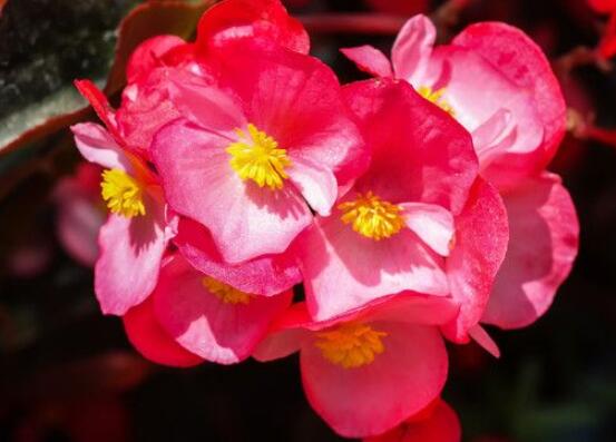 草本海棠花的養(yǎng)殖方法，老農(nóng)總結(jié)出七大最簡單養(yǎng)殖方法