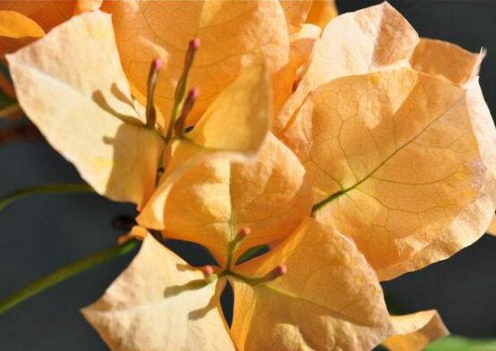 三角梅品種,細(xì)數(shù)三角梅最好看的八大品種