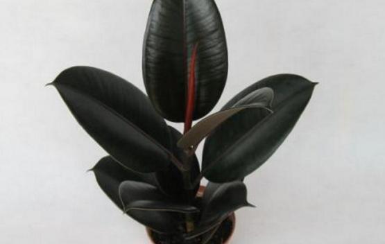 橡皮樹(shù)怎么換盆，教你四個(gè)簡(jiǎn)單易學(xué)的方法