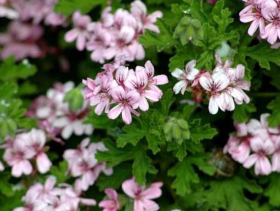 香葉天竺葵的養(yǎng)殖方法，老農(nóng)歸納出最有效的八大養(yǎng)殖方法