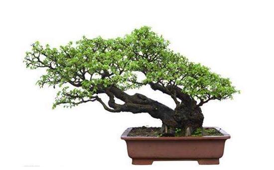 羅漢松可以水培嗎，羅漢松水培養(yǎng)殖方法