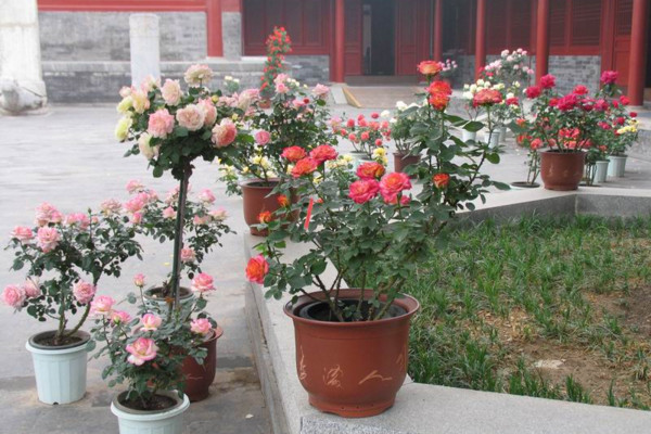 盆栽月季花的養(yǎng)殖方法，保證每天6小時(shí)的光照時(shí)間