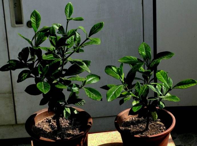 水插繁殖梔子花成活率低該怎么辦，提高成活率注意以下兩點(diǎn)