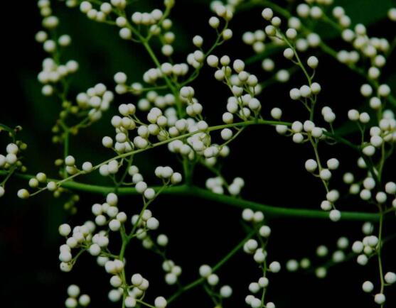 六月雪養(yǎng)殖技術(shù)，老農(nóng)總結(jié)六點(diǎn)必要養(yǎng)護(hù)方法(枝葉翠綠)