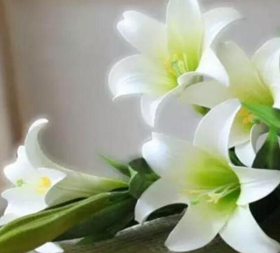 百合花可以水培嗎，水培百合花的養(yǎng)殖方法