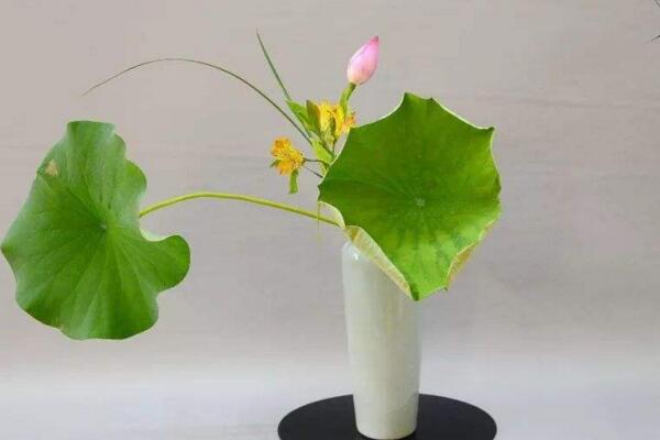 摘下來的荷花怎么養(yǎng)，修剪過后可插入花瓶中養(yǎng)護