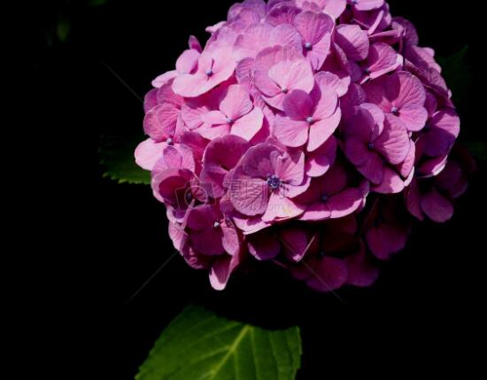 繡球花花期多久，花開花謝持續(xù)25天(6-8月開花)