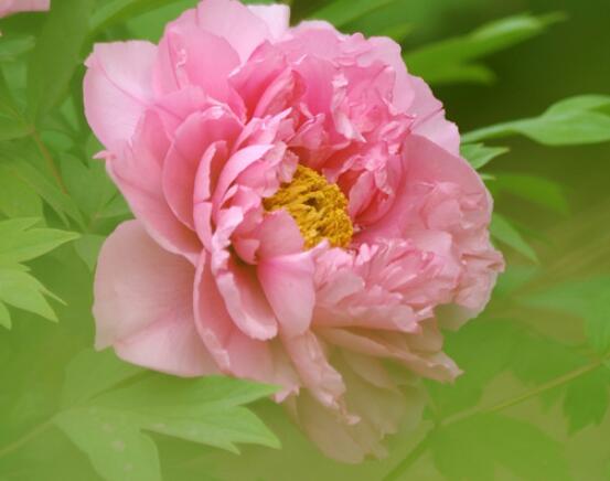 牡丹花語寓意，富貴吉祥、繁榮昌盛/吉祥幸福、美好憧憬