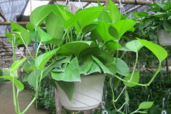 綠蘿吊蘭怎么繁殖，主要采用扦插的方法進(jìn)行繁殖