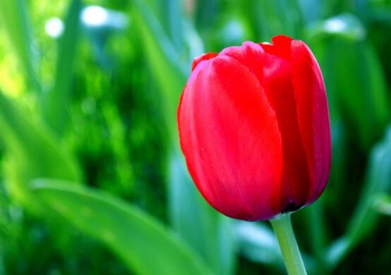 郁金香開(kāi)花時(shí)間，3-5月每天清晨七點(diǎn)開(kāi)花