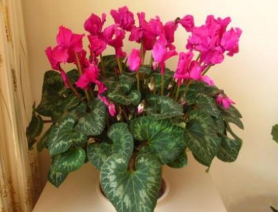 仙客來的風(fēng)水作用，仙客來的功效與作用