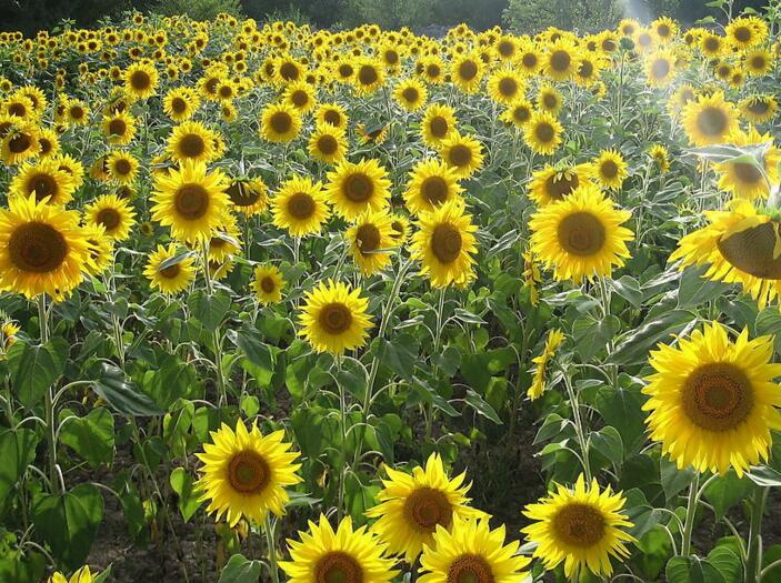 向日葵盤能治痛風(fēng)嗎，能治/但是要提取其中的三零脲堿