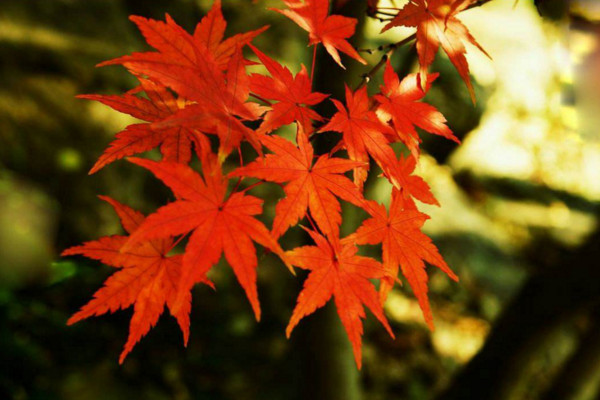 楓樹和梧桐的區(qū)別，可以通過以下4點對它們進行區(qū)分