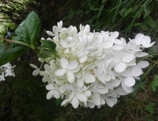 繡球花有哪些品種，繡球花品種圖片大全