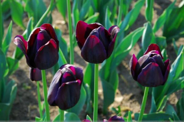 黑色郁金香花語(yǔ)，神秘、高貴的象征