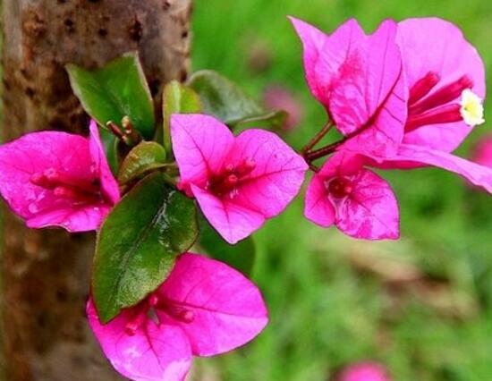 三角梅怎么養(yǎng)，三角梅的養(yǎng)殖方法