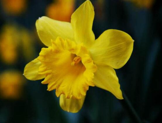 水仙花有幾個(gè)品種，水仙花最好看八大品種