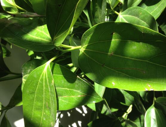 平安樹發(fā)黃脫落怎么辦，平安樹養(yǎng)殖方法與技巧