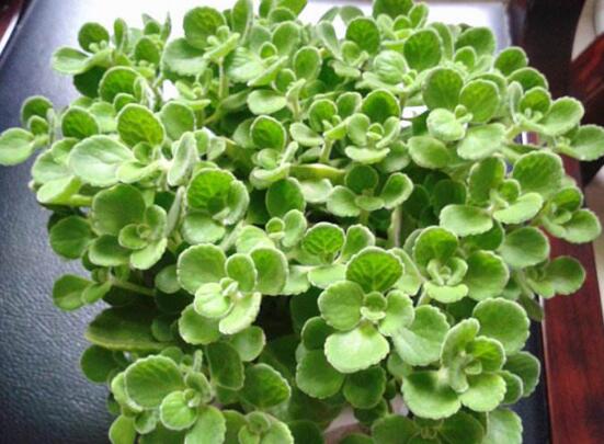 碰碰香有毒嗎，碰碰香一碰就芳香怡人