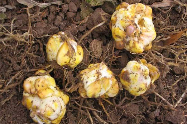 香水百合種球種植方法，種球清洗消毒后才可種植