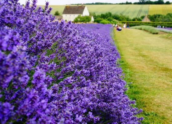 薰衣草有毒嗎，薰衣草可以放在臥室嗎/無毒放心養(yǎng)殖