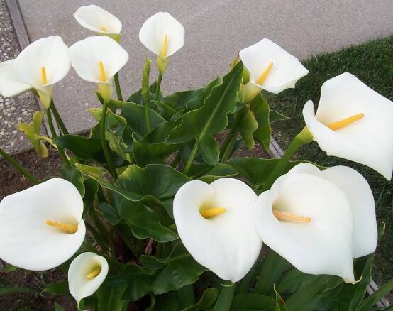 馬蹄蓮的養(yǎng)殖方法和注意事項，教你最實用五點基本養(yǎng)殖方法