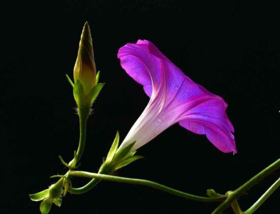 牽牛花有幾種顏色，不同品種不同顏色(花色豐富)